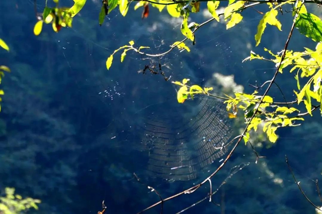 【多图】黄荆老林湿地生态美如画(图57)