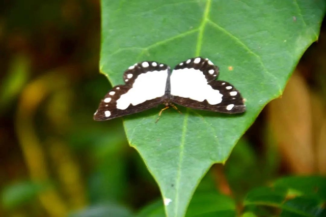 【多图】黄荆老林湿地生态美如画(图48)