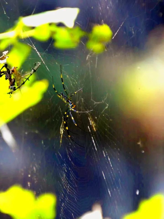 【多图】黄荆老林湿地生态美如画(图56)
