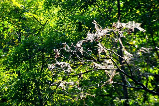 【多图】黄荆老林湿地生态美如画(图52)