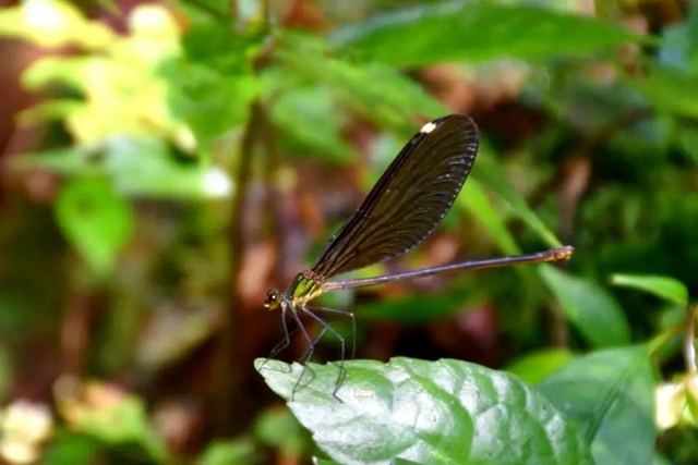 【多图】黄荆老林湿地生态美如画(图53)