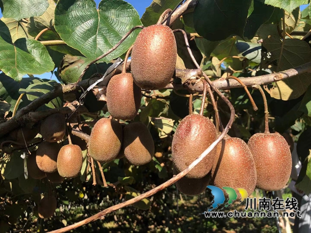 开展猕猴桃产业调研，叙永县“五老”为乡村振兴建言献策(图4)