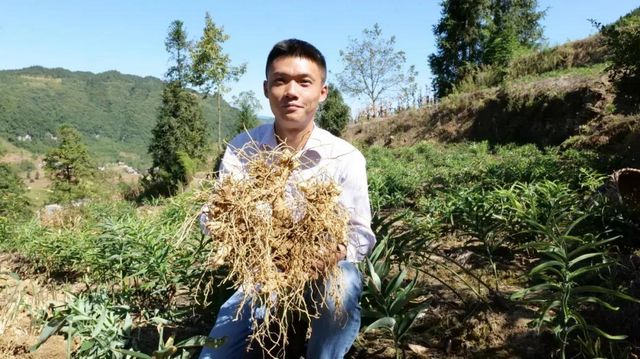 黄精变“黄金”！古蔺村民采收忙……(图1)