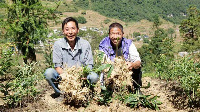 黄精变“黄金”！古蔺村民采收忙……(图5)