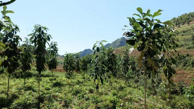 黄精变“黄金”！古蔺村民采收忙……(图7)