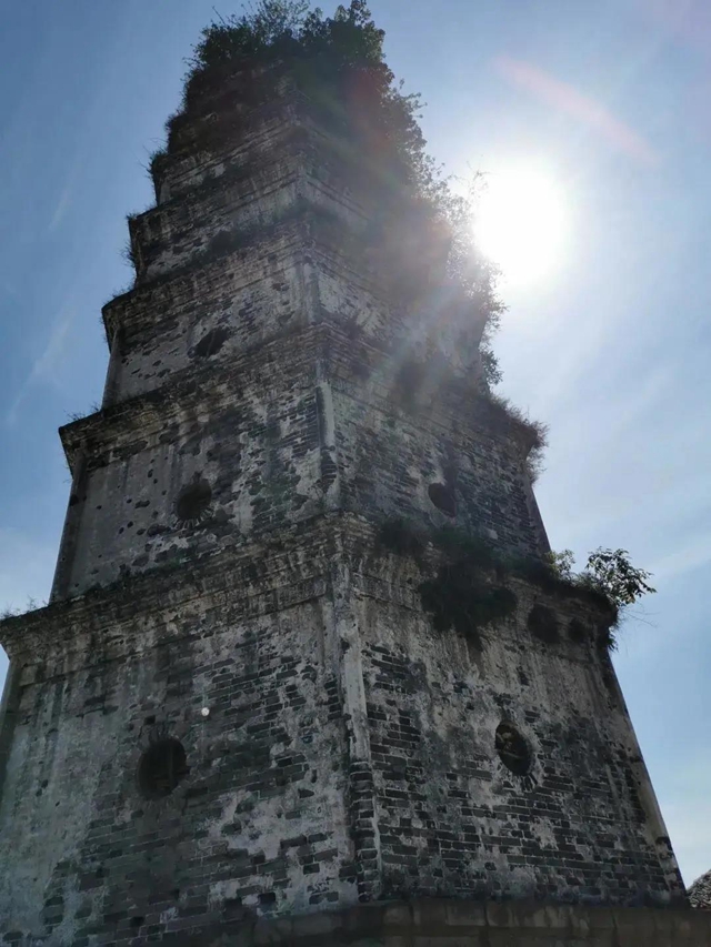 风景如画！内江又一座大型森林公园即将开放(图8)