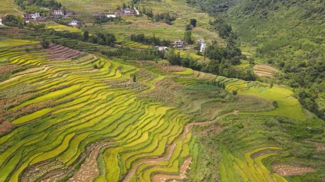 科技助农！古蔺高山冷水稻丰收啦(图1)