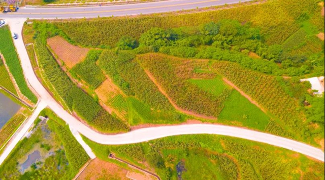 龙马潭：靠田里的“红颗粒”，他们一年分了530万！(图8)