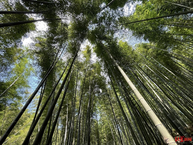 宜宾时隔20年再办“中国竹文化节” 系我国最高规格竹业盛会(图2)