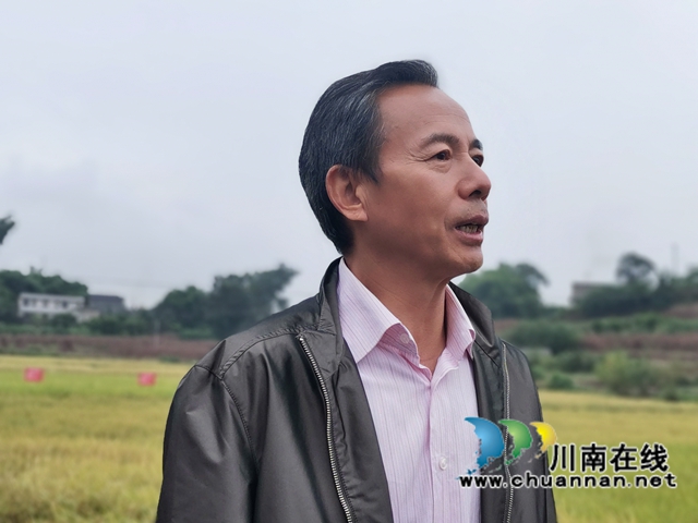 灾后丰收第一单！泸县再生稻总产突破7.9万吨(图2)