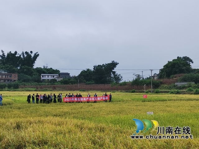 灾后丰收第一单！泸县再生稻总产突破7.9万吨(图4)