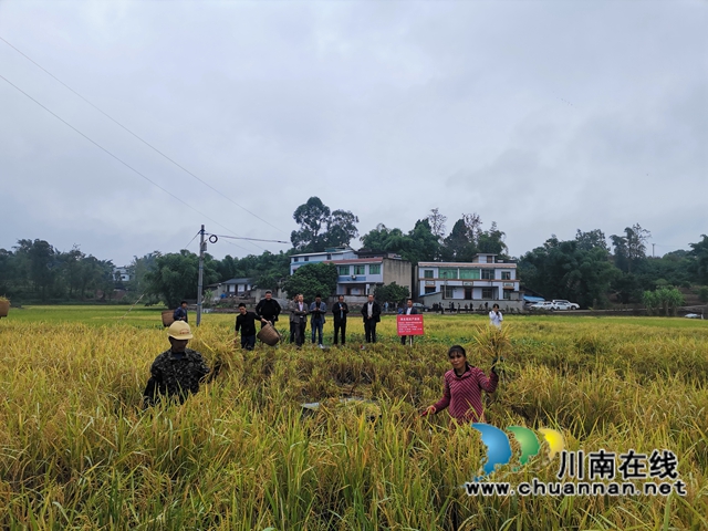 灾后丰收第一单！泸县再生稻总产突破7.9万吨(图7)