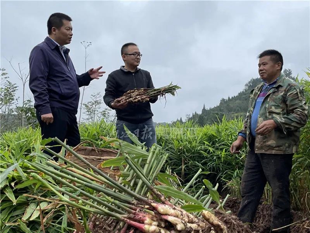 嘿！内江这群人把办公室“搬”到了田坎上(图1)