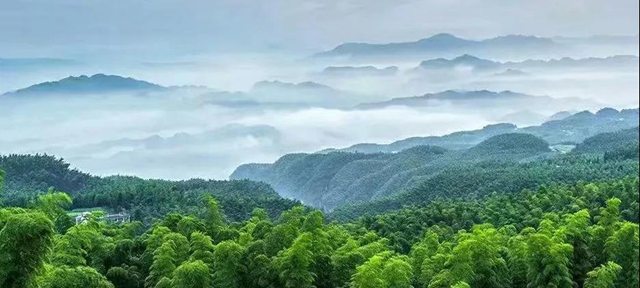 宜宾乡村振兴，底气十“竹”(图1)