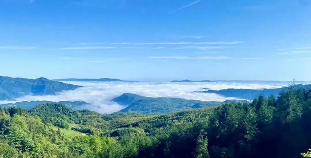 宜宾乡村振兴，底气十“竹”(图2)