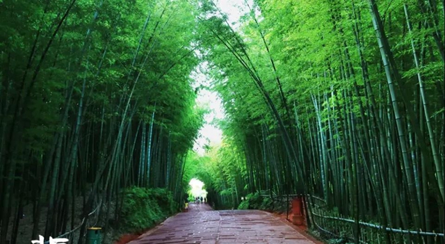 宜宾乡村振兴，底气十“竹”(图3)