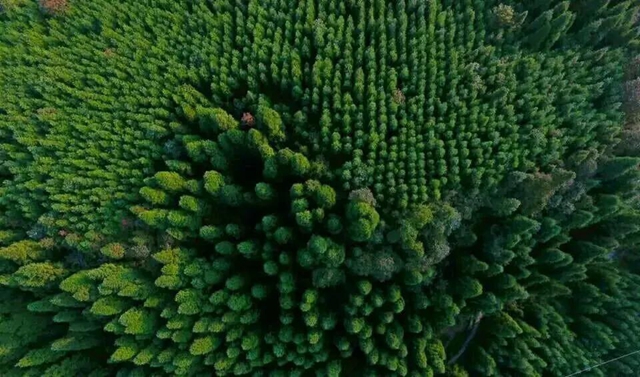 宜宾乡村振兴，底气十“竹”(图10)