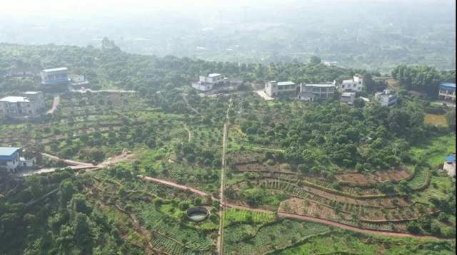 合江荔枝国家地理标志保护示范区获批筹建(图2) 合江荔枝国家地理标志保护示范区获批筹建(图2)