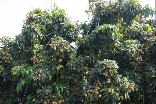 合江荔枝国家地理标志保护示范区获批筹建(图3) 合江荔枝国家地理标志保护示范区获批筹建(图3)