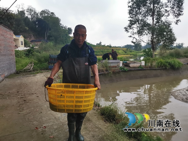 泸县： 一季双收，稻虾共生效益好(图1)