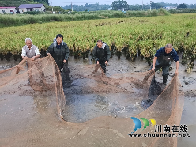 泸县： 一季双收，稻虾共生效益好(图5)