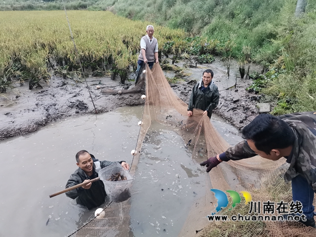 泸县： 一季双收，稻虾共生效益好(图2)