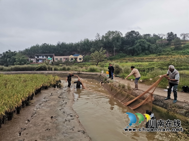 泸县： 一季双收，稻虾共生效益好(图3)
