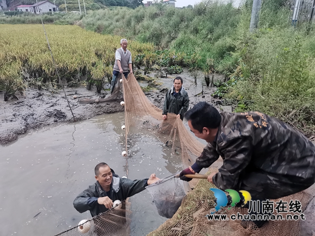 泸县： 一季双收，稻虾共生效益好(图4)