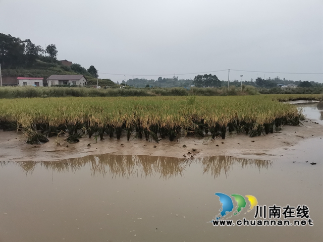 泸县： 一季双收，稻虾共生效益好(图6)