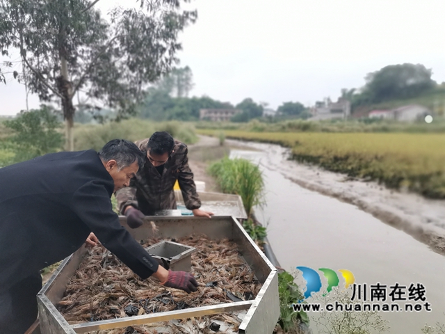 泸县： 一季双收，稻虾共生效益好(图7)