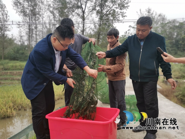 泸县:稻熟蟹肥人欢笑(图1) 泸县:稻熟蟹肥人欢笑(图1)