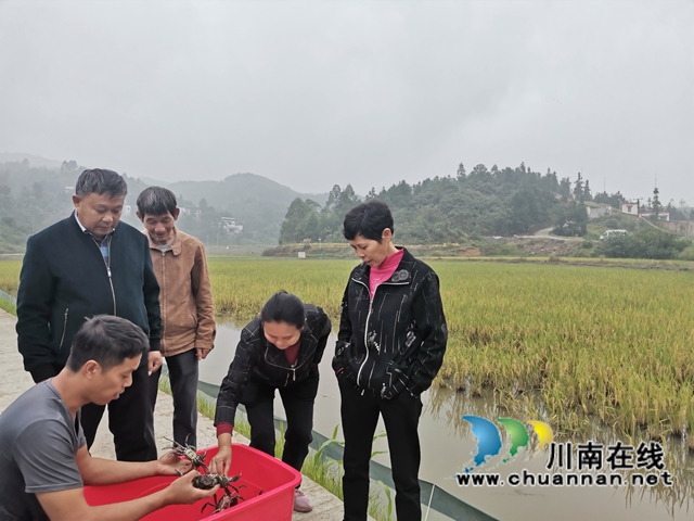 泸县:稻熟蟹肥人欢笑(图4) 泸县:稻熟蟹肥人欢笑(图4)