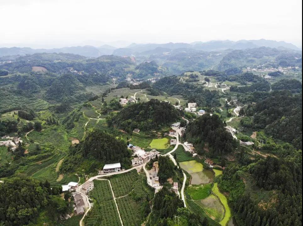 大山里搭起“直播间” !古蔺东新万亩猕猴桃乘上直播快车(图1) 大山里搭起“直播间” !古蔺东新万亩猕猴桃乘上直播快车(图1)