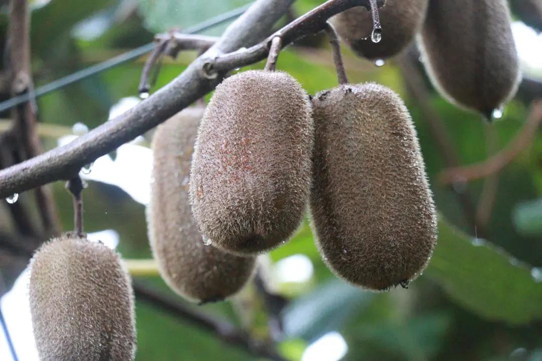 大山里搭起“直播间” !古蔺东新万亩猕猴桃乘上直播快车(图4) 大山里搭起“直播间” !古蔺东新万亩猕猴桃乘上直播快车(图4)