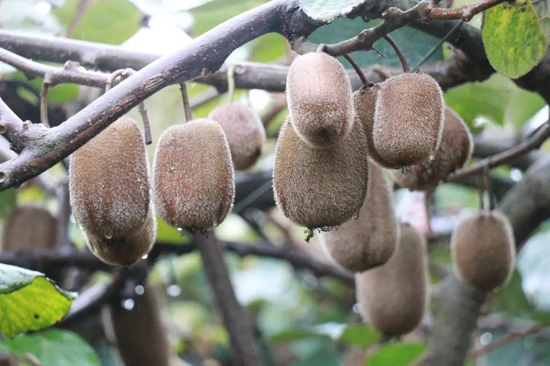 大山里搭起“直播间” !古蔺东新万亩猕猴桃乘上直播快车(图7) 大山里搭起“直播间” !古蔺东新万亩猕猴桃乘上直播快车(图7)