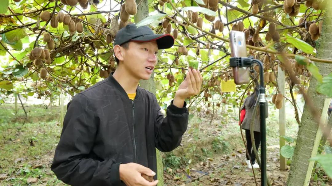 大山里搭起“直播间” !古蔺东新万亩猕猴桃乘上直播快车(图8) 大山里搭起“直播间” !古蔺东新万亩猕猴桃乘上直播快车(图8)