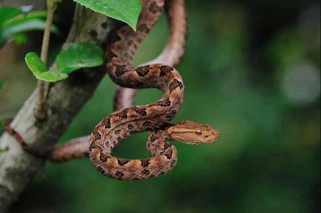 毒蛇还不冬眠？泸州4岁男孩被咬伤入院……(图7)