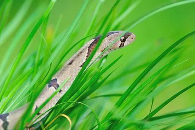 毒蛇还不冬眠？泸州4岁男孩被咬伤入院……(图1)