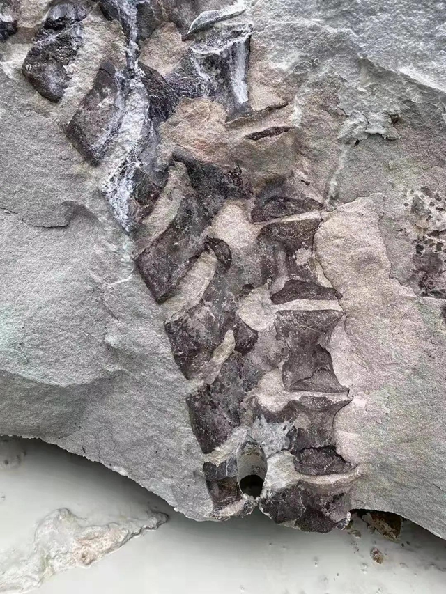 恐龙?还是……隆昌这里一工地挖出巨型骨骼化石(图4) 恐龙?还是……隆昌这里一工地挖出巨型骨骼化石(图4)