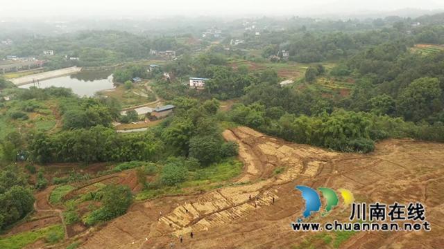 合江县大桥镇：秋种土豆盖“被子”，春收一窝“胖小子”(图1)