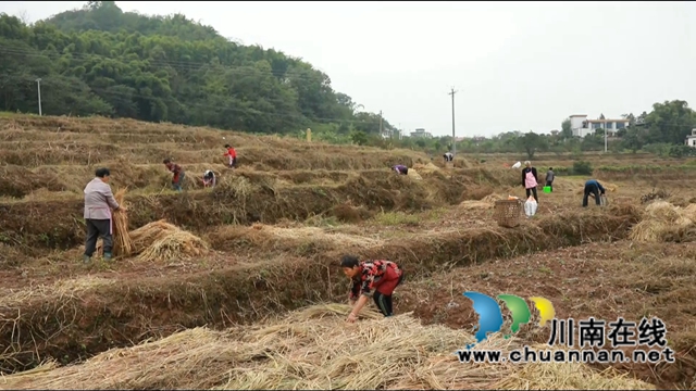 合江县大桥镇：秋种土豆盖“被子”，春收一窝“胖小子”(图6)