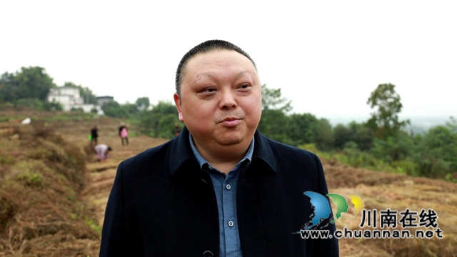 合江县大桥镇：秋种土豆盖“被子”，春收一窝“胖小子”(图9)