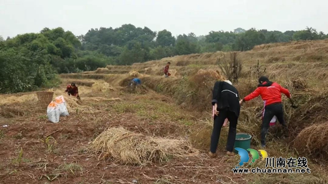 合江县大桥镇：秋种土豆盖“被子”，春收一窝“胖小子”(图5)