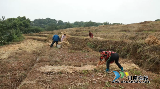 合江县大桥镇：秋种土豆盖“被子”，春收一窝“胖小子”(图7)