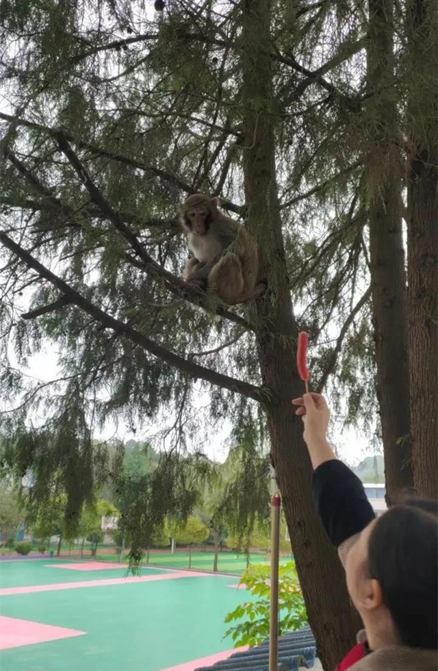 古蔺:“猴哥”溜进校园,不仅“蹭吃蹭喝”还想“蹭课”,被警察抓了!(图1) 古蔺:“猴哥”溜进校园,不仅“蹭吃蹭喝”还想“蹭课”,被警察抓了!(图1)