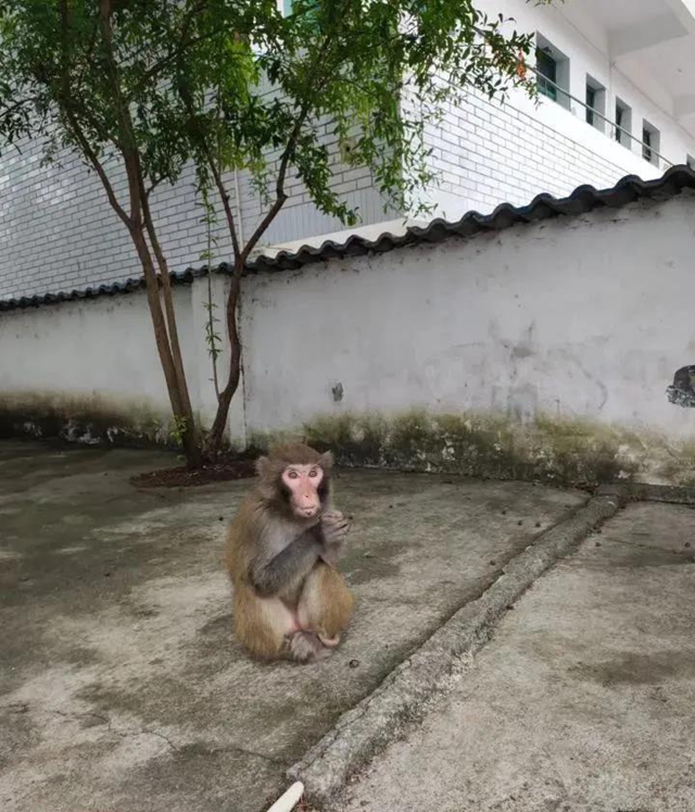 古蔺:“猴哥”溜进校园,不仅“蹭吃蹭喝”还想“蹭课”,被警察抓了!(图3) 古蔺:“猴哥”溜进校园,不仅“蹭吃蹭喝”还想“蹭课”,被警察抓了!(图3)