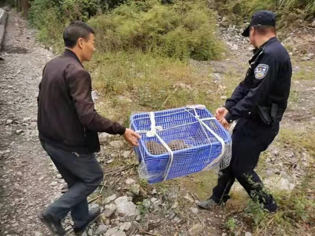 古蔺:“猴哥”溜进校园,不仅“蹭吃蹭喝”还想“蹭课”,被警察抓了!(图4) 古蔺:“猴哥”溜进校园,不仅“蹭吃蹭喝”还想“蹭课”,被警察抓了!(图4)