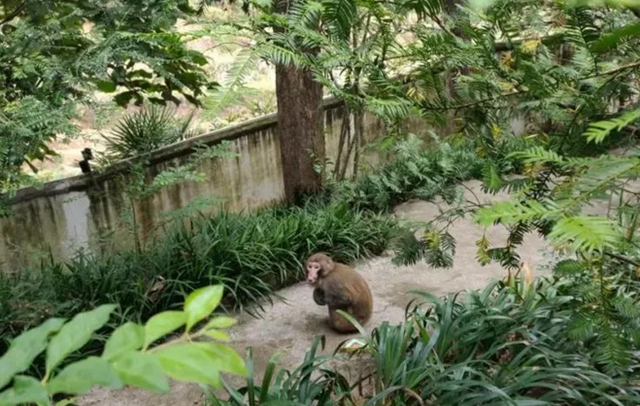 古蔺:“猴哥”溜进校园,不仅“蹭吃蹭喝”还想“蹭课”,被警察抓了!(图2) 古蔺:“猴哥”溜进校园,不仅“蹭吃蹭喝”还想“蹭课”,被警察抓了!(图2)