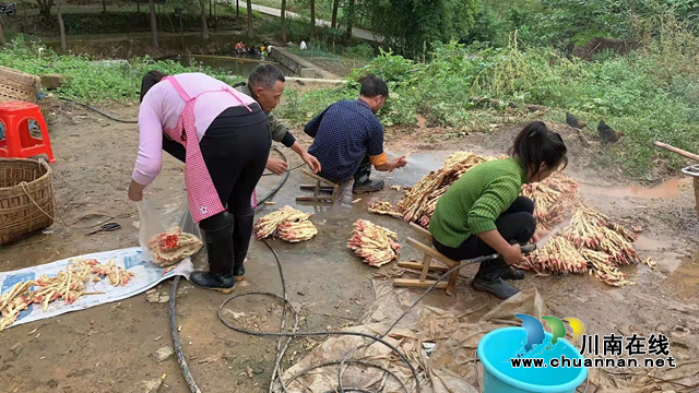 泸县建筑业协会成员认购滞销生姜  爱心接力助姜农破解"姜局"(图6)