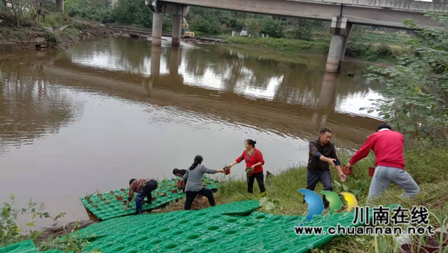 泸县百和镇持续开展大鹿溪生态浮岛建设项目(图1)